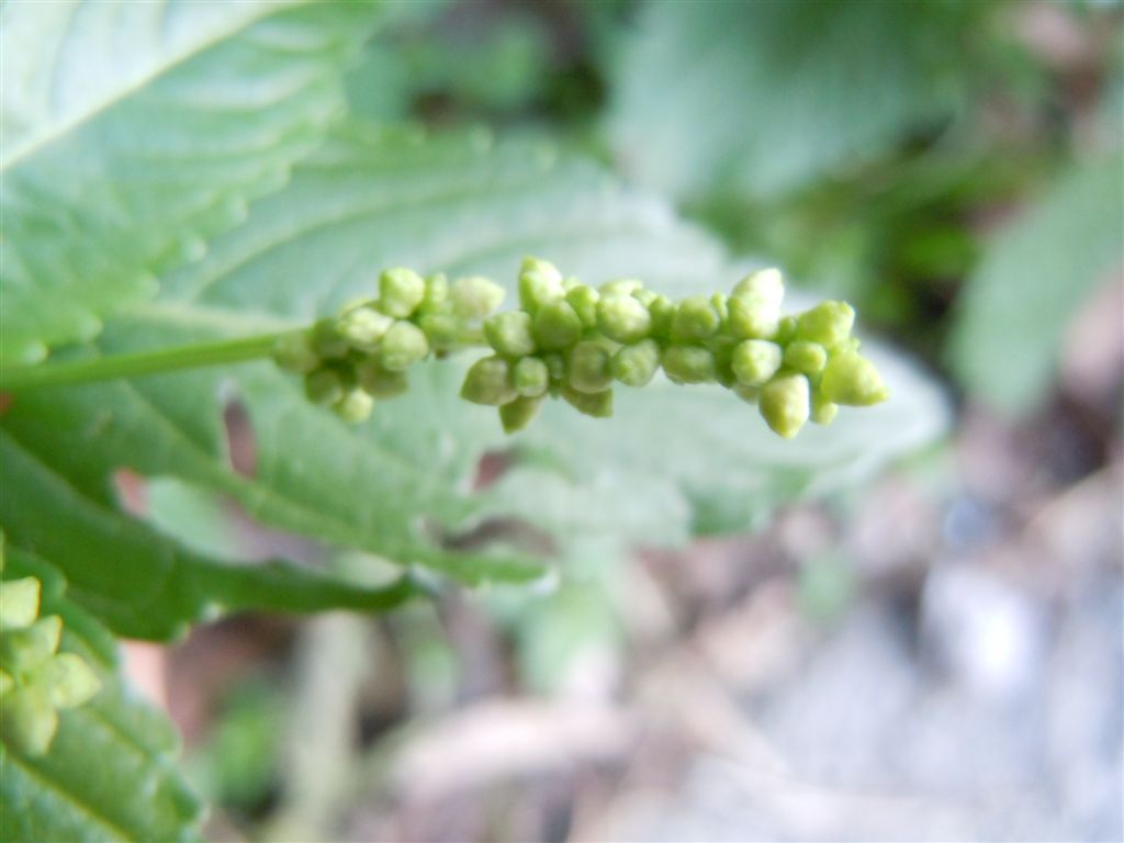 Mercurialis annua
